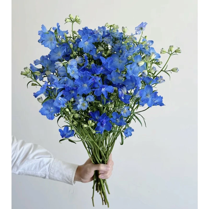 小飞燕  浪漫鲜花   昆明产地直发 低温地区未拍保温棉冻坏不售后
