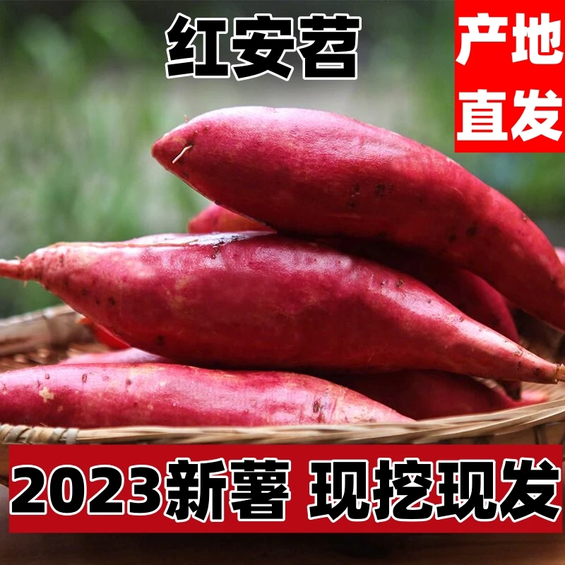 「味来优品」红安苕大别山红薯香糯可口无筋原产地美味新鲜烤红薯