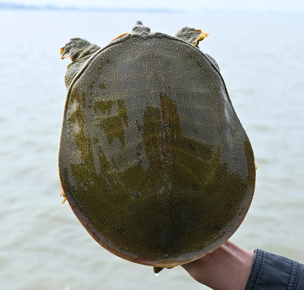 （2只公鱼）安徽外塘生态公甲鱼包活 顺丰包邮