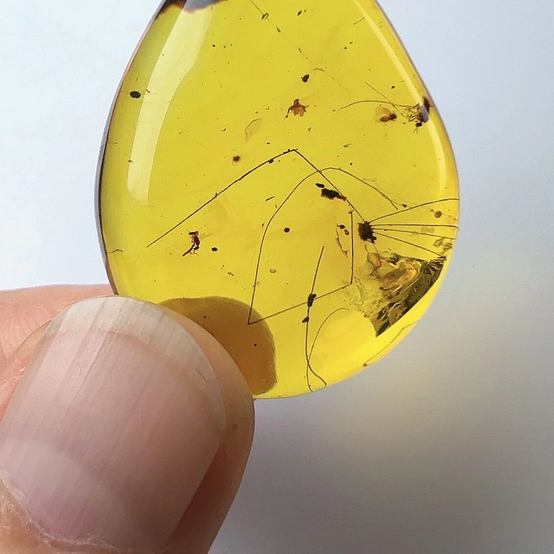 琥珀裸石未镶嵌琥珀虫珀少见长腿虻蛛