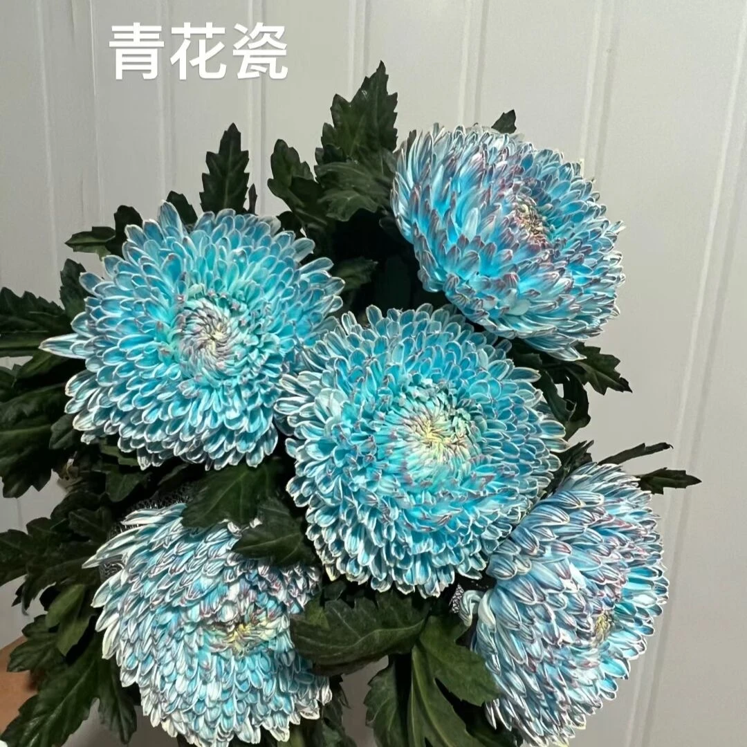云南鲜切花花束热销发货牡丹菊全店认意N单一个运费鲜花云南昆明