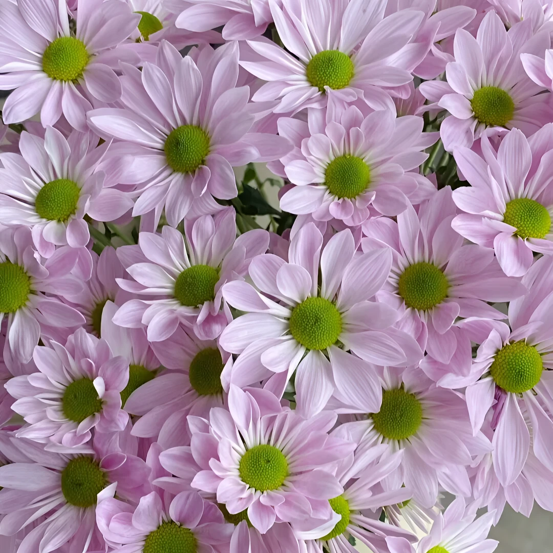 云南基地直发鲜切花粉色三文鱼小雏菊全店认意N单一个运费好看同