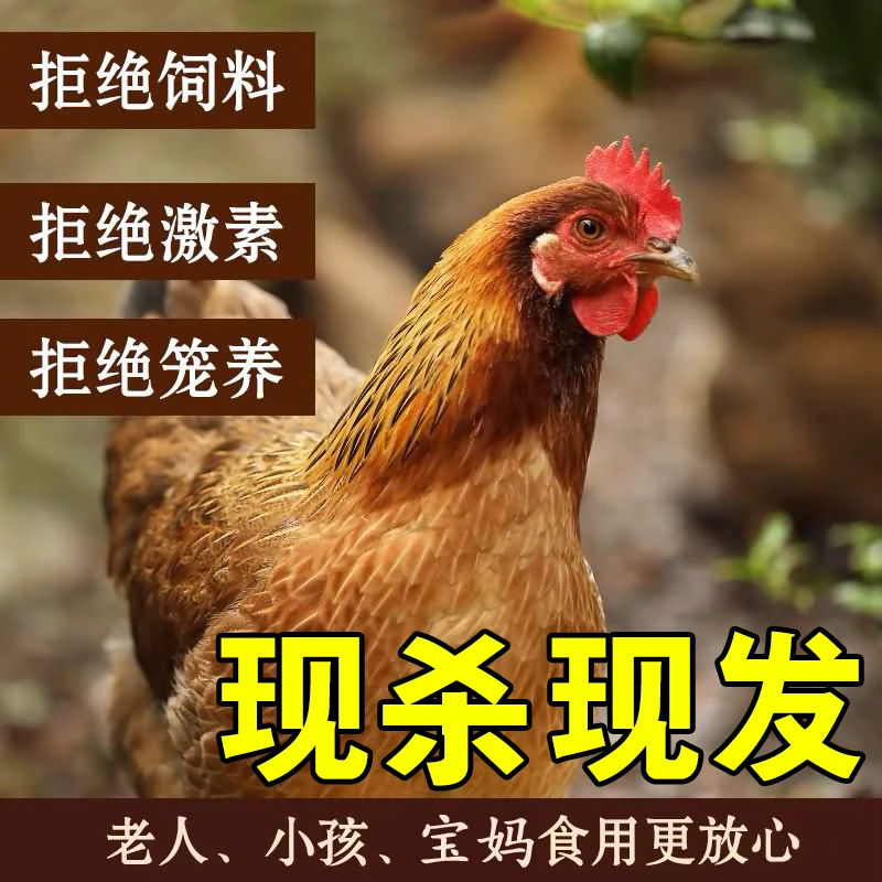 现杀广宁招牌凤凰鸡-鸡项 散养180天毛重3斤起真空包装发顺丰