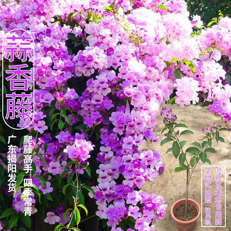 蒜香藤花紫铃藤 藤本植物 奇特爬藤花苗 庭院盆栽开花会变色植物