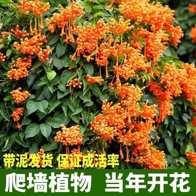 炮仗花攀爬植物炮仗花苗鞭炮花四季可种阳台庭院围墙花爬墙藤本花