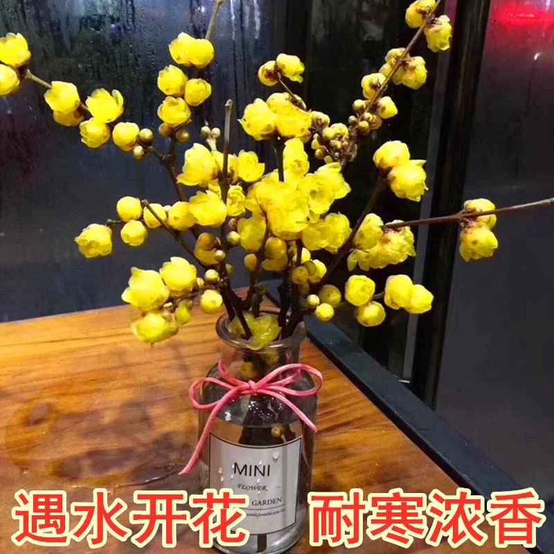 耐寒浓香水培腊梅鲜枝年宵花卉寸寸金富贵竹雪柳办公桌好养植物