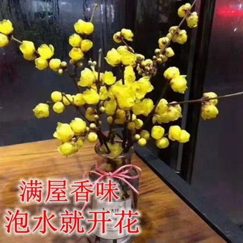 冬季热销好养年宵寸寸金卉耐寒办公桌水培金耐寒植物鲜枝雪柳腊梅