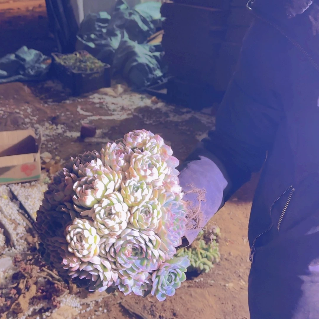 【闪购商品】草莓冰多肉