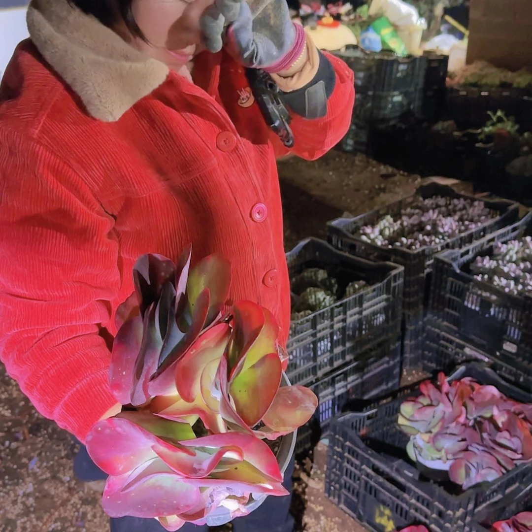 【闪购商品】唐印锦多肉