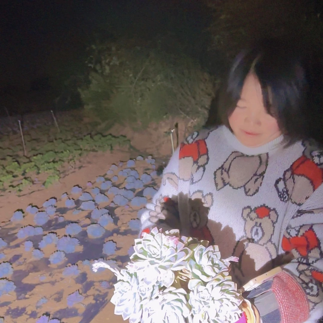 【闪购商品】哈利沃森多肉