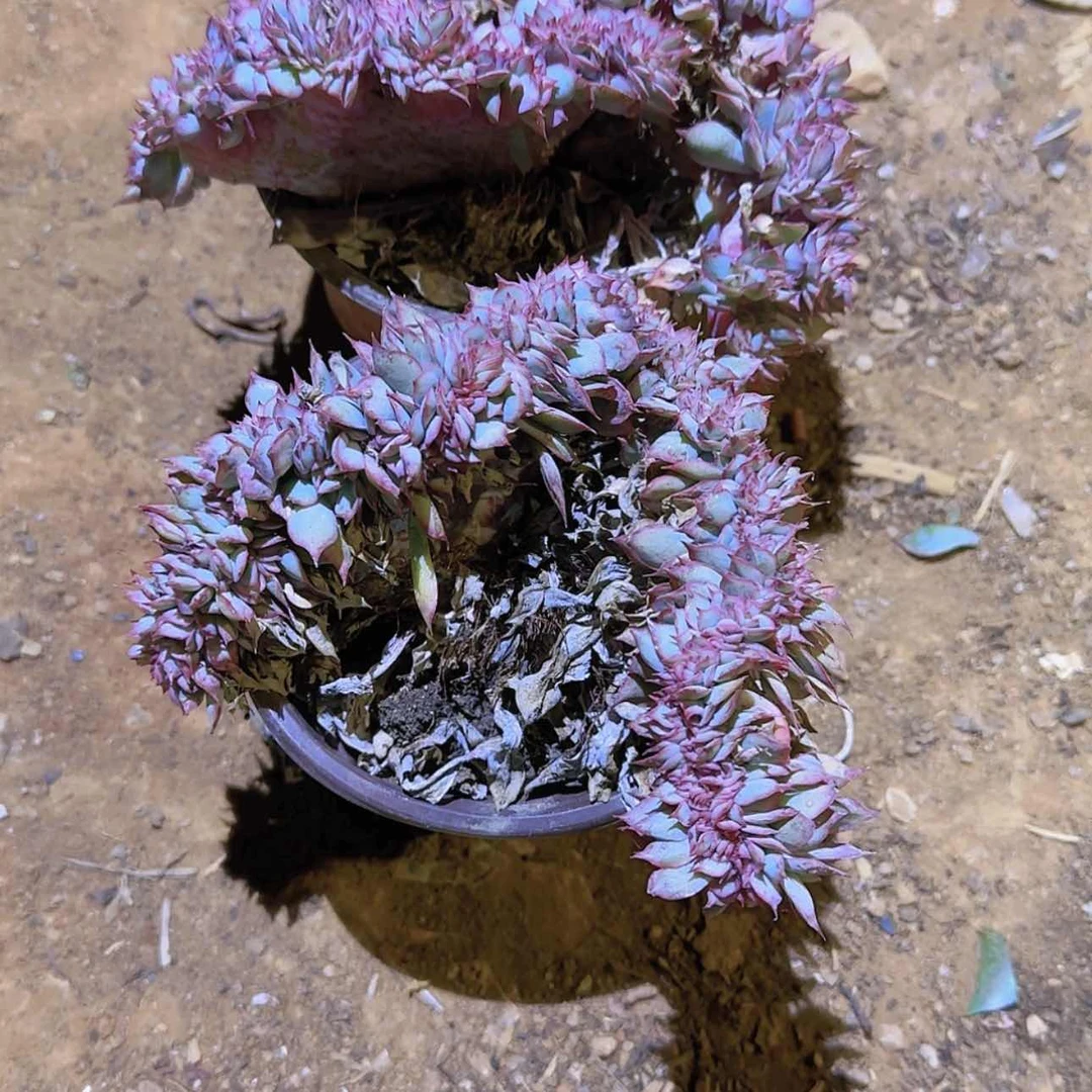 【闪购商品】月光女神缀化