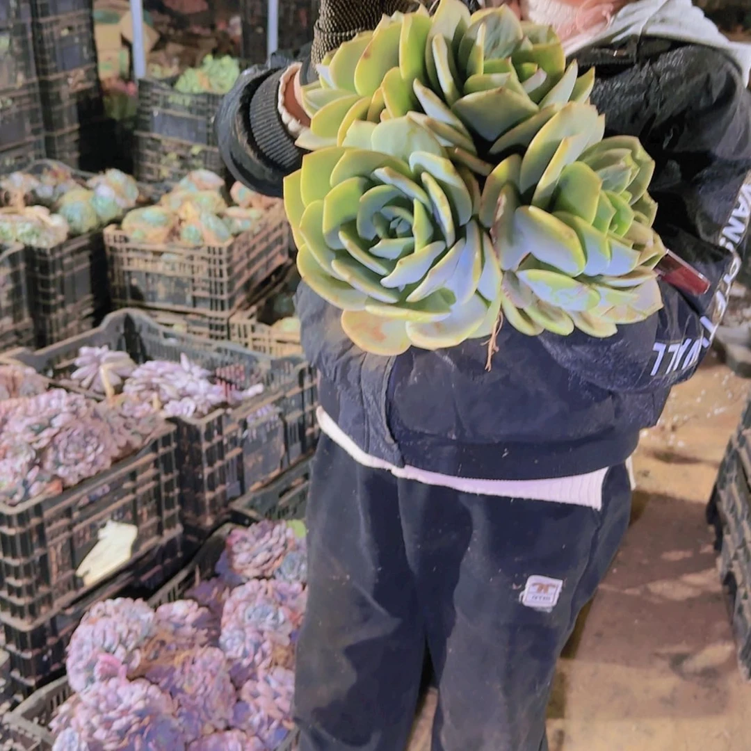 【闪购商品】地栽群生百凤多肉
