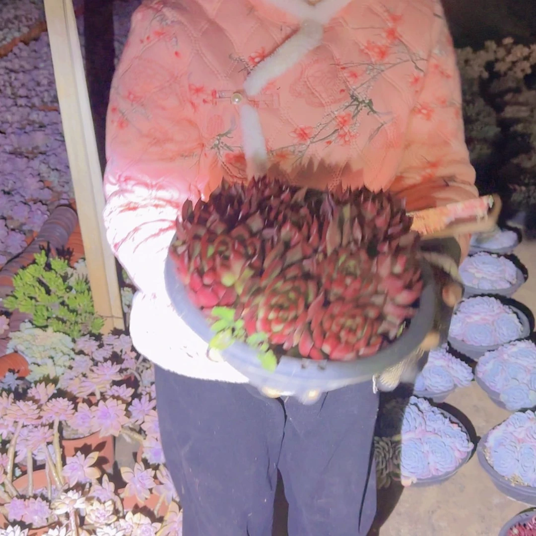 【闪购商品】野马东云多肉