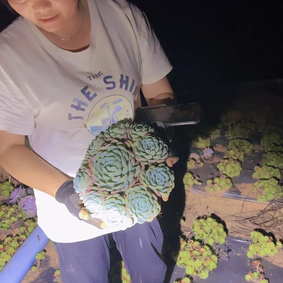 地栽贝瑞多肉多肉