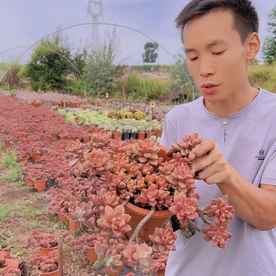 盆栽鸡胧月多肉多肉