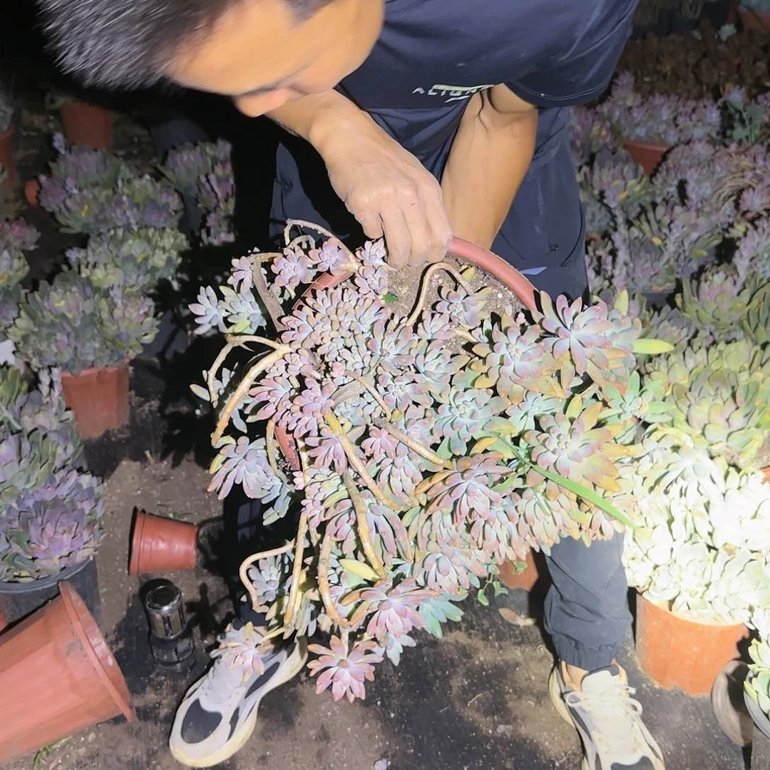 飘枝盆栽大秋丽多肉