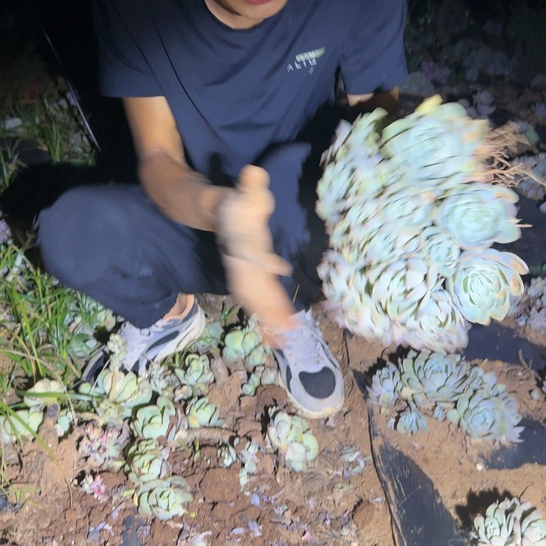 地栽小丝绸面纱多肉