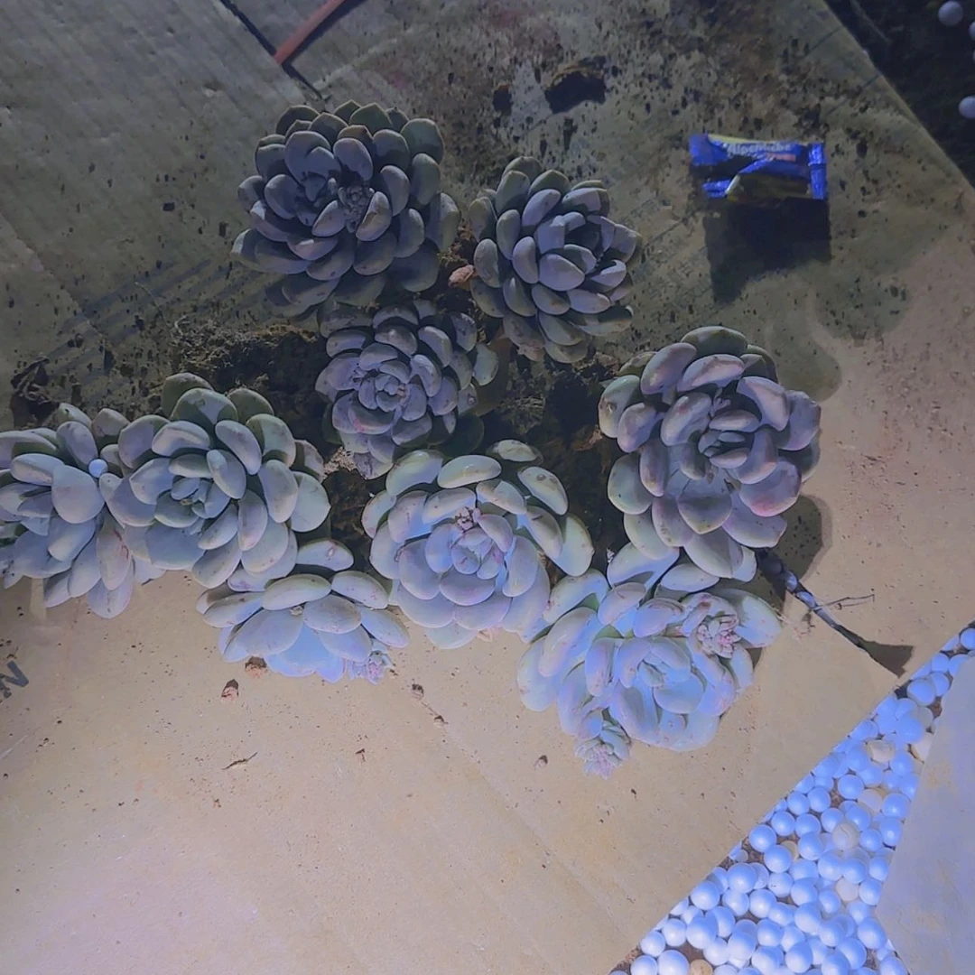 【闪购商品】花苞裤3颗3头发货