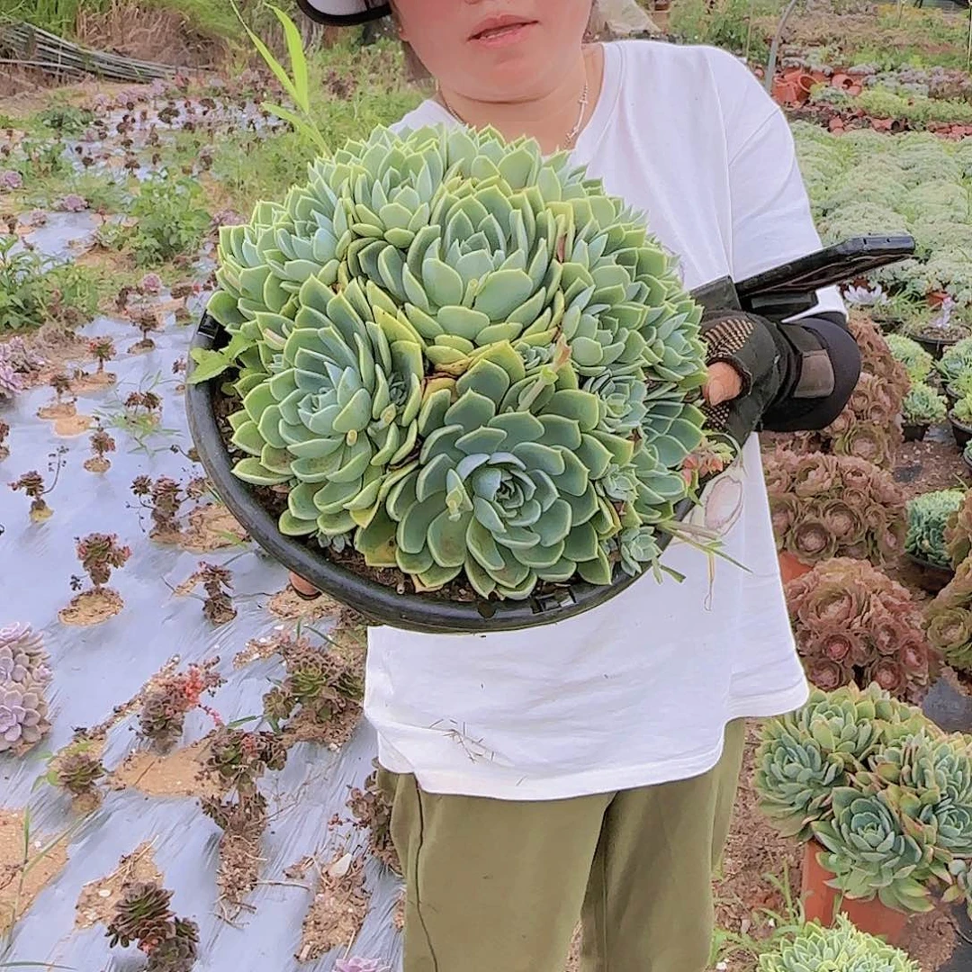 盆栽三色堇多肉多肉