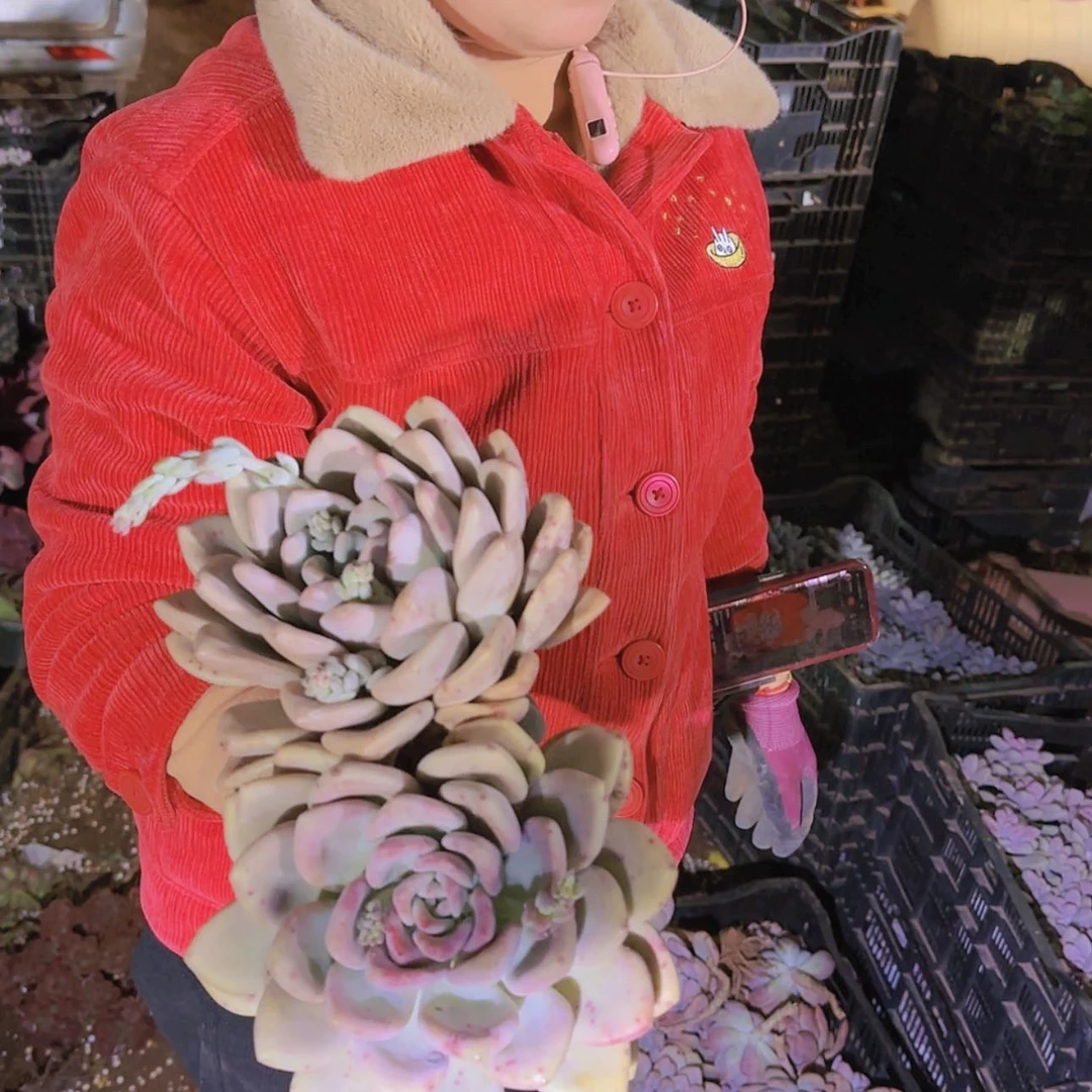 【闪购商品】奥普单头2颗多肉