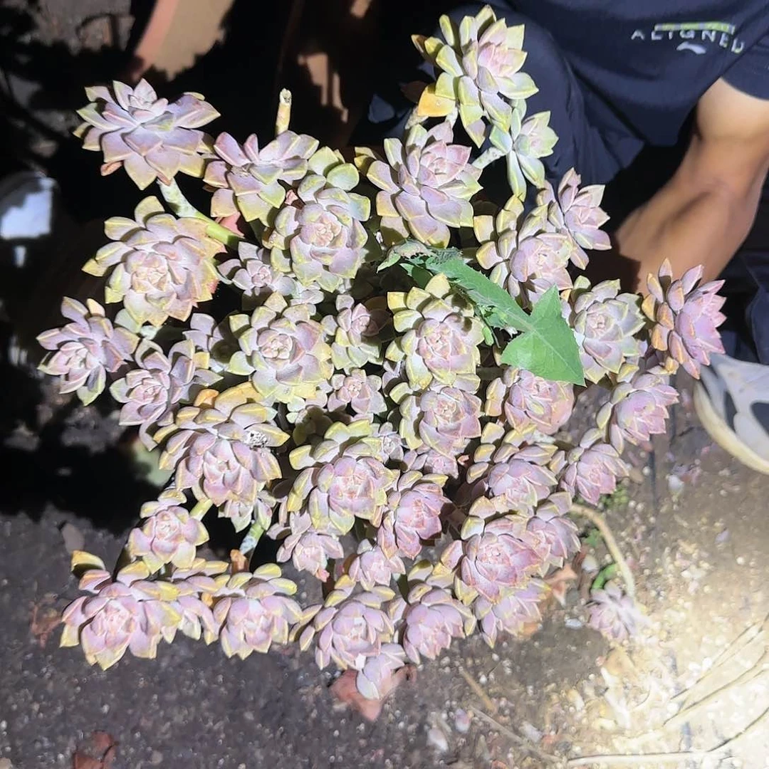 大盆栽阿伦陪多肉