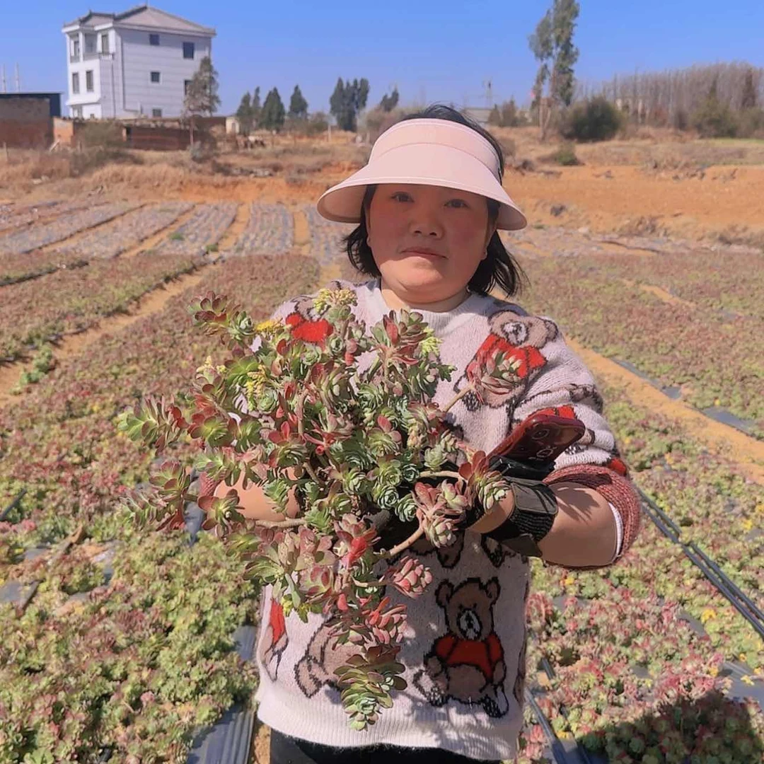 【闪购商品】薄化妆多肉