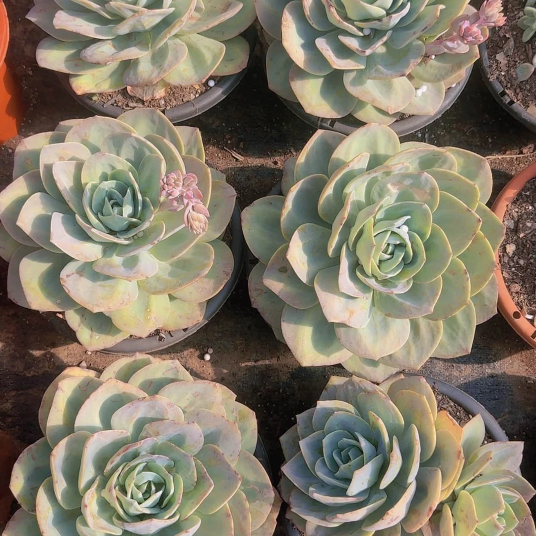 【闪购商品】盆栽百凤多肉