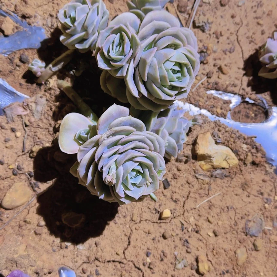 【闪购商品】可爱玫瑰多肉8头发货