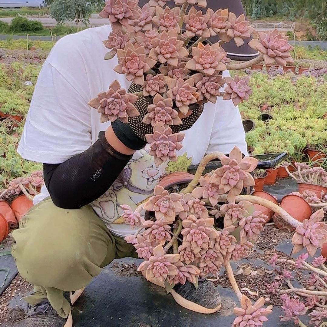 小盆栽阿伦陪多肉2颗