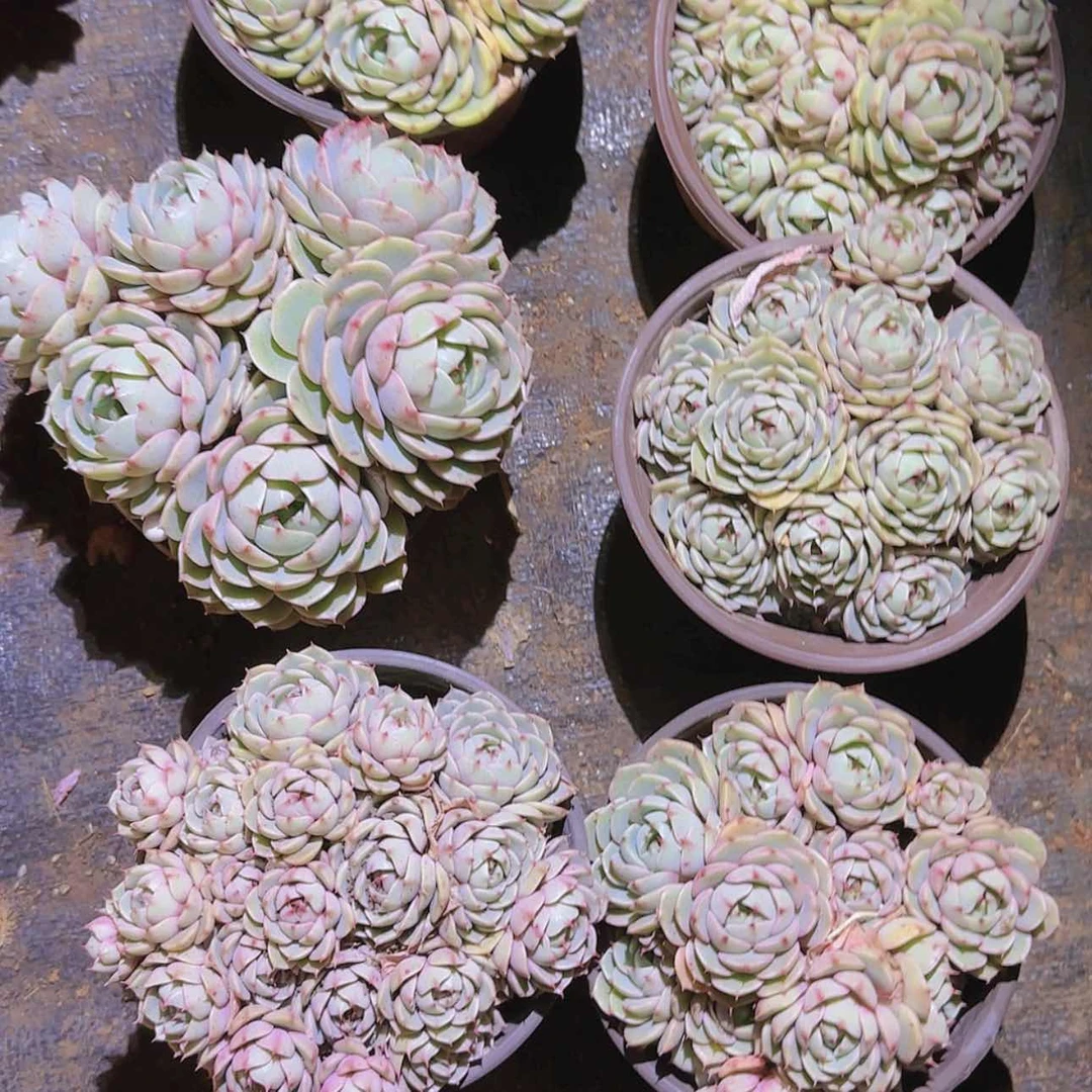 【闪购商品】曾巴蒂斯多肉