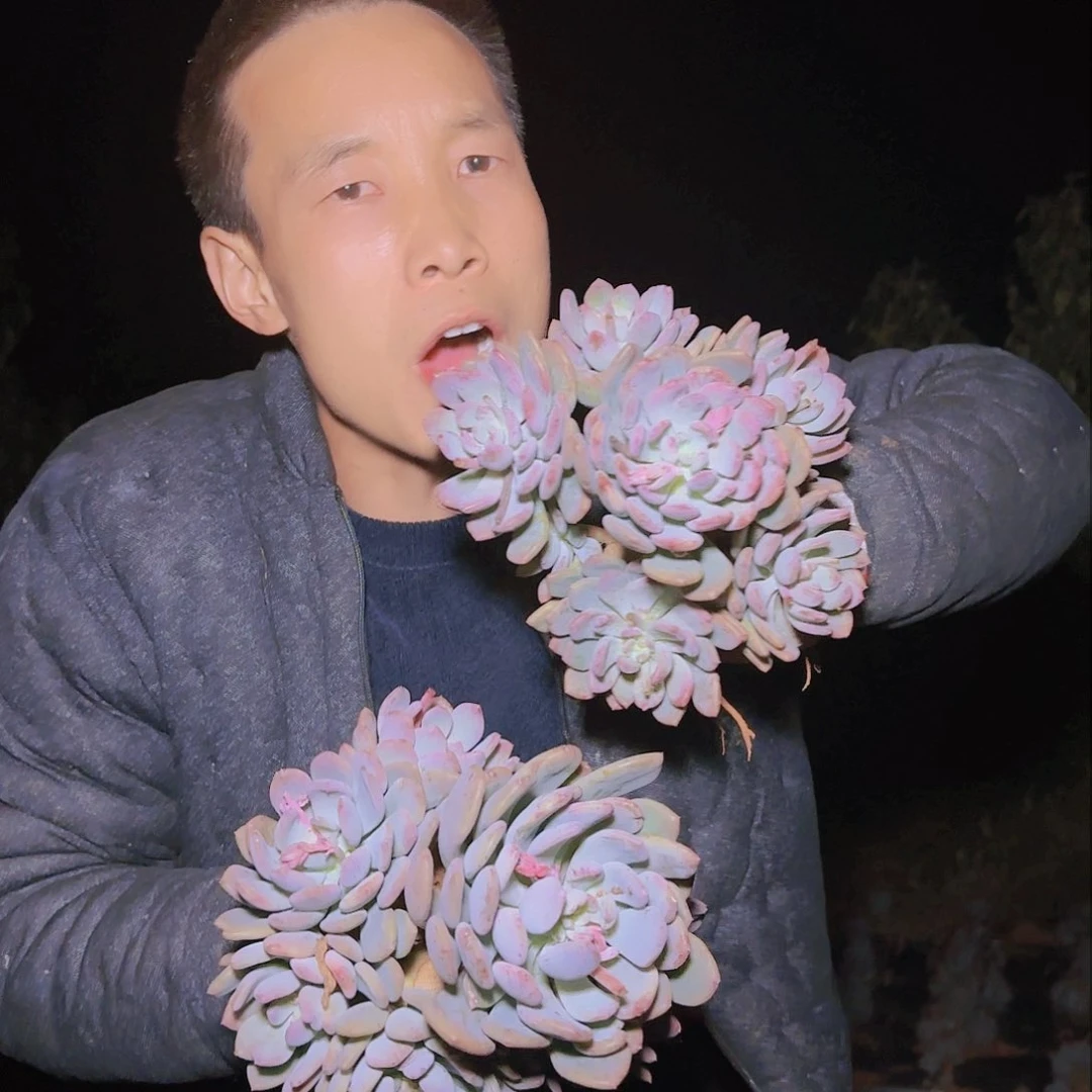 地栽灰姑娘多肉2颗