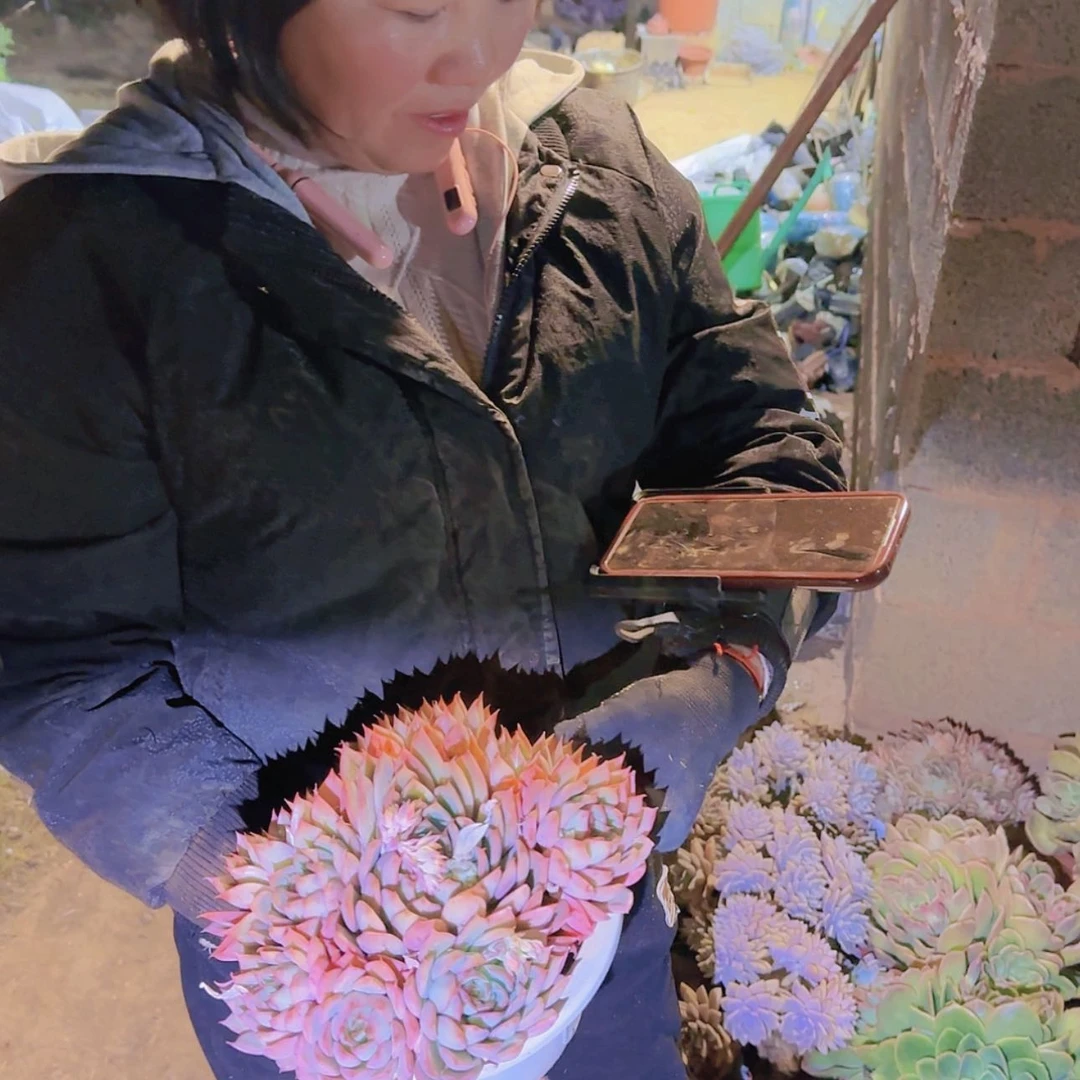 【闪购商品】盆栽宝莲灯多肉