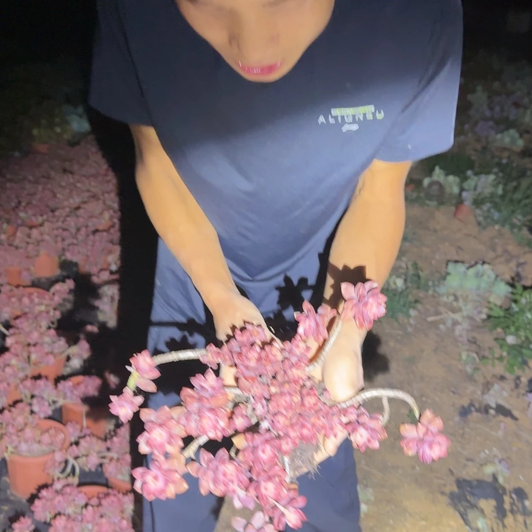 盆栽鸡胧月多肉多肉
