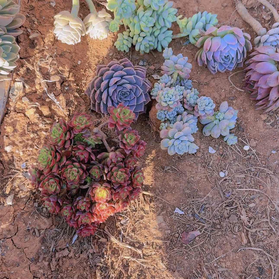 【闪购商品】箱拍多肉9颗