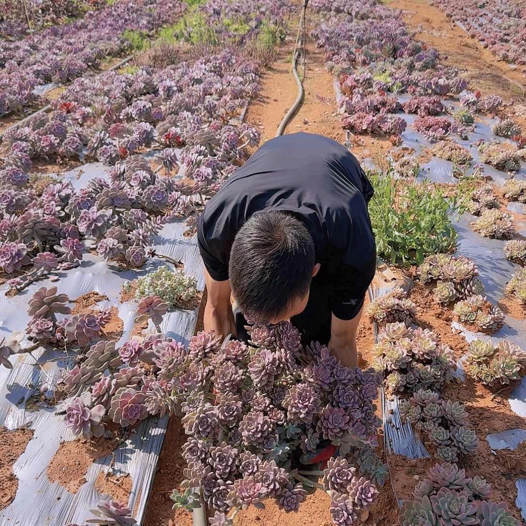 地栽阿伦陪多肉一物一拍