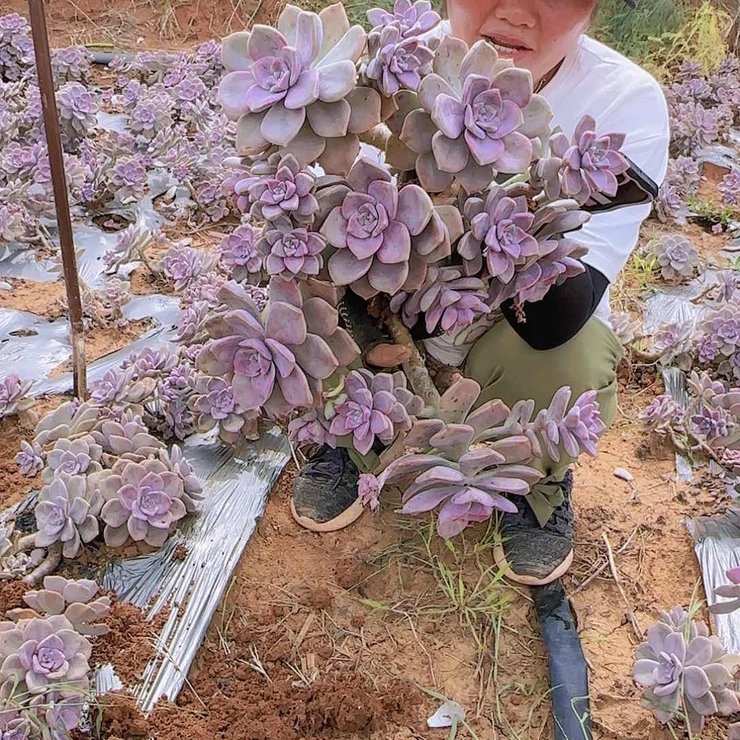 地栽紫乐多肉多肉