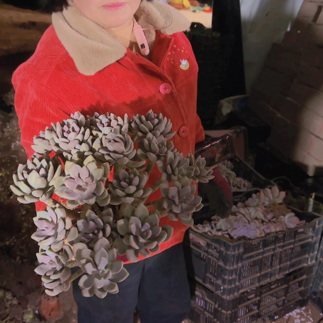 【闪购商品】地栽冬美人多肉