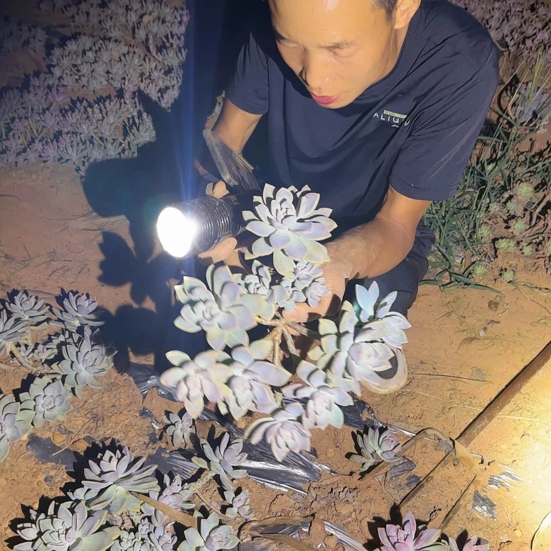 地栽小紫雾多肉多肉