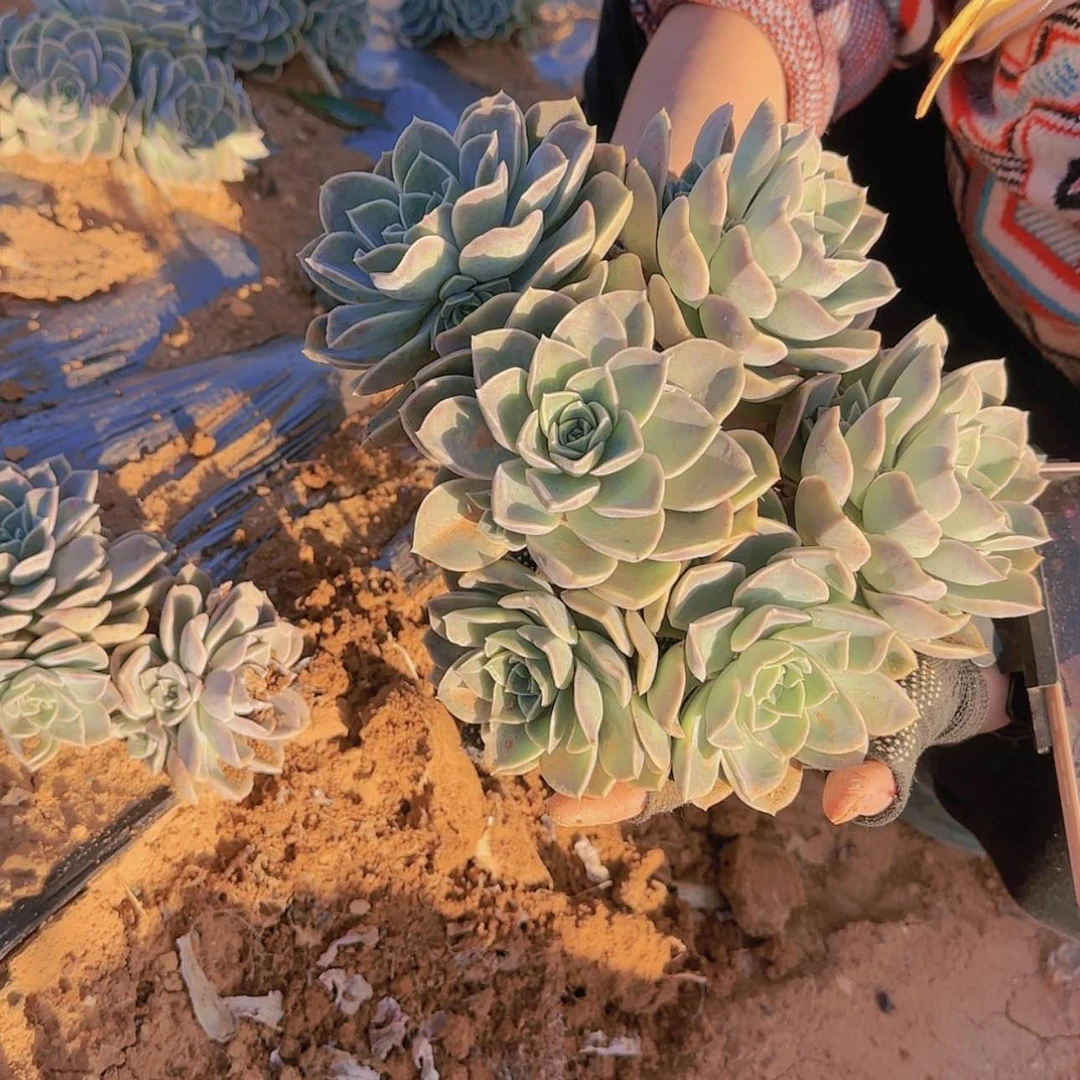 【闪购商品】哈利沃森多肉