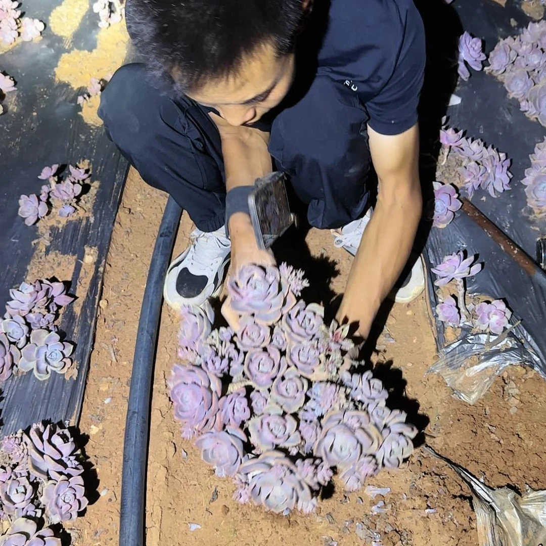地栽彩虹糖多肉多肉