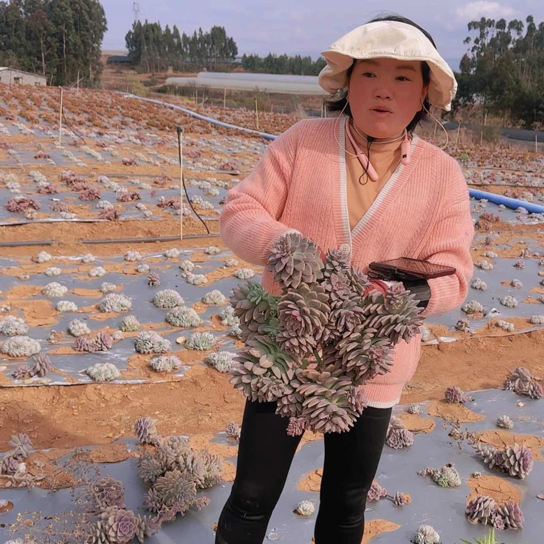 【闪购商品】地栽淡雪多肉