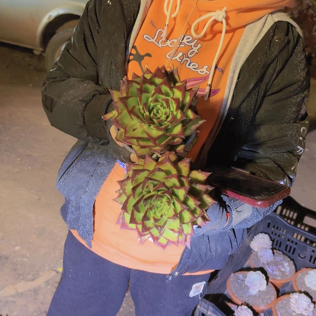 【闪购商品】盆栽口红多肉