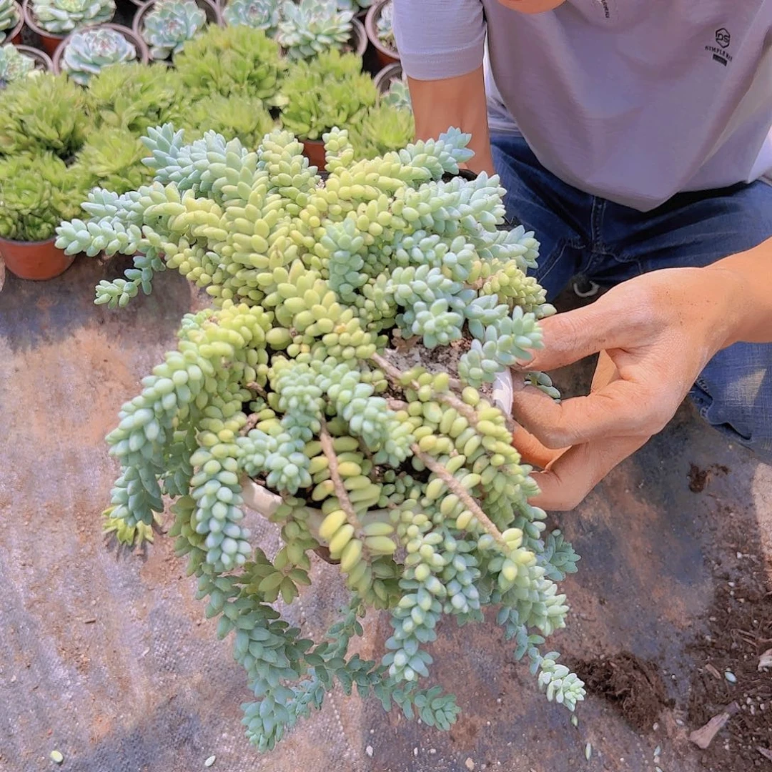 彩虹玉缀多肉多肉