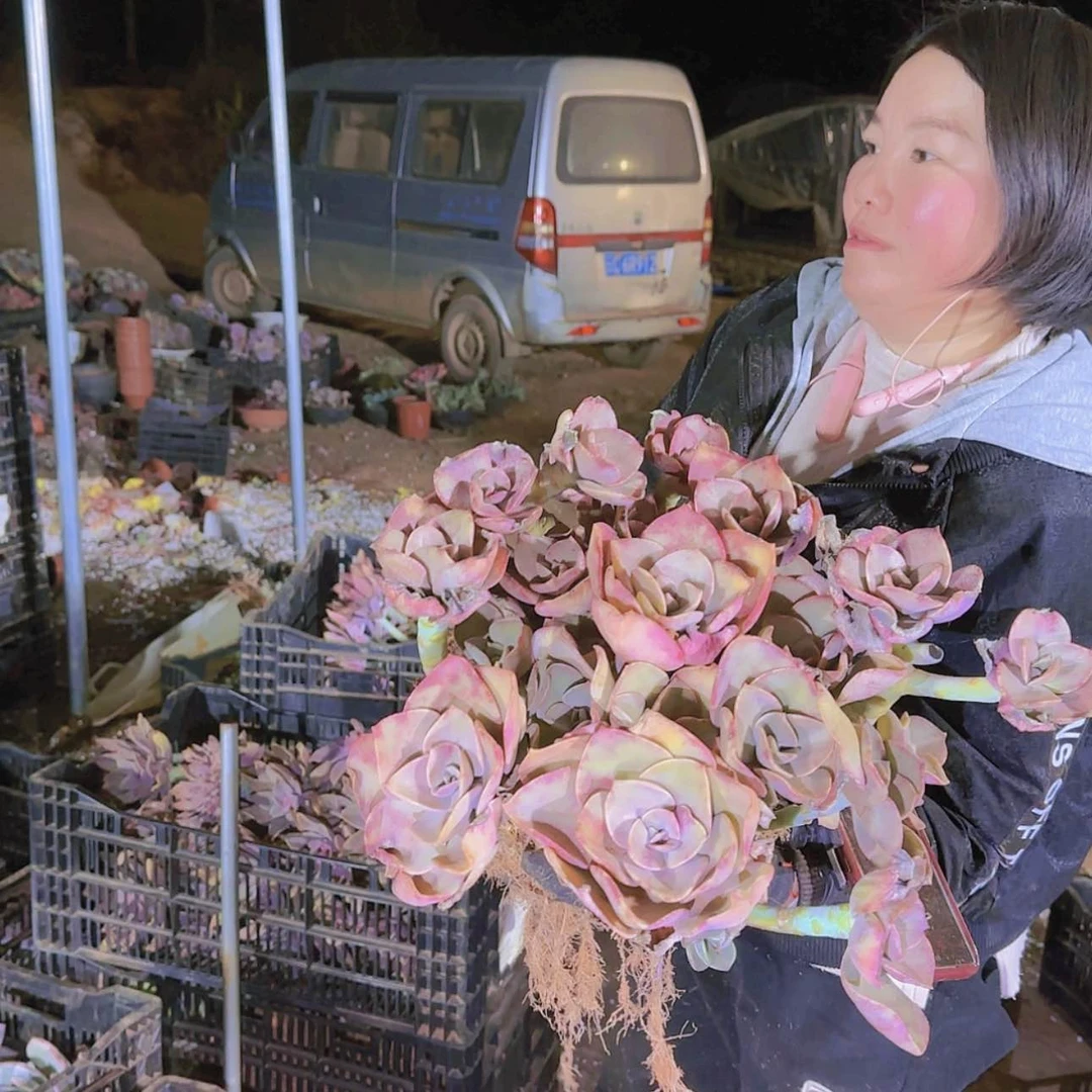 【闪购商品】地栽贺氏多肉