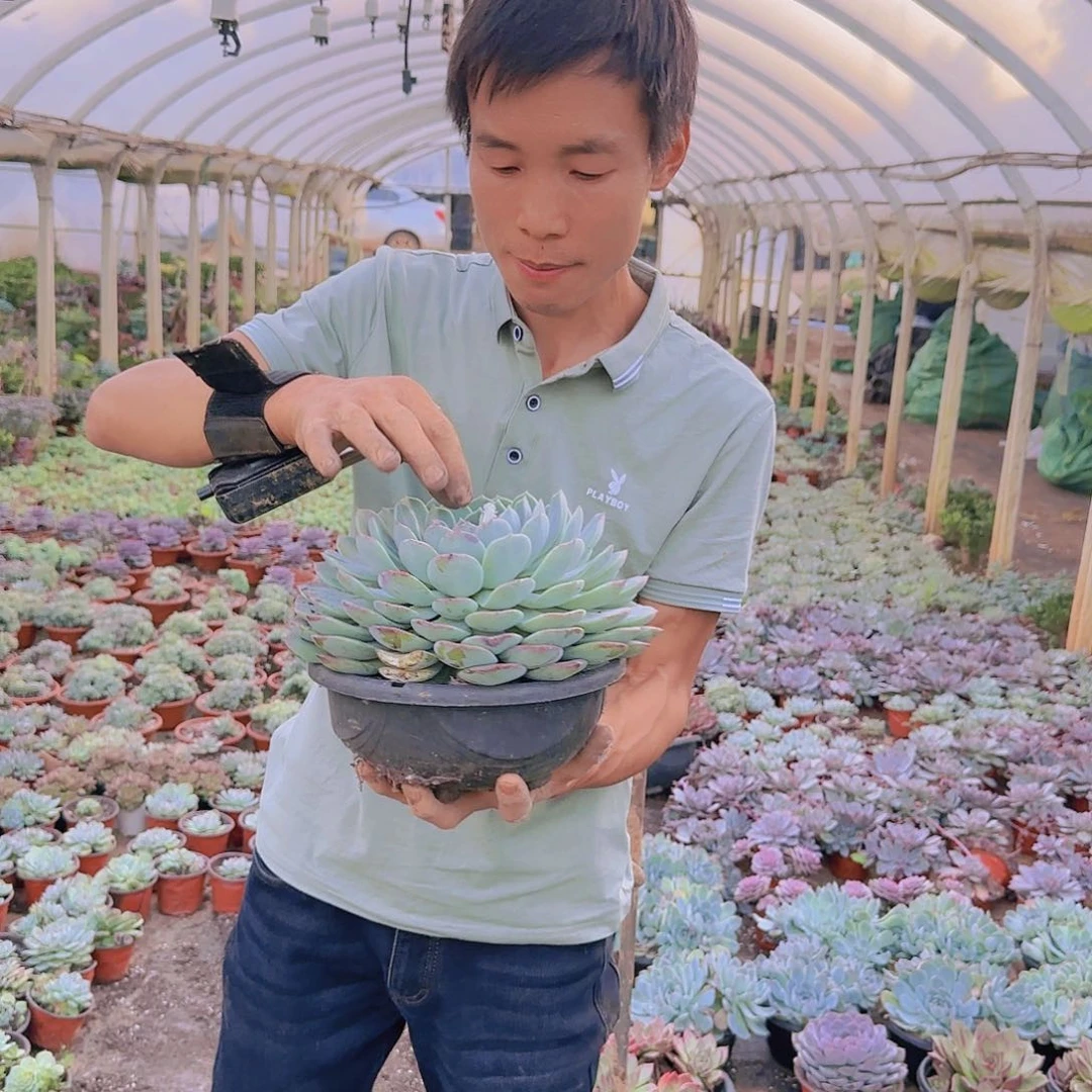 盆栽海琳娜多肉多肉