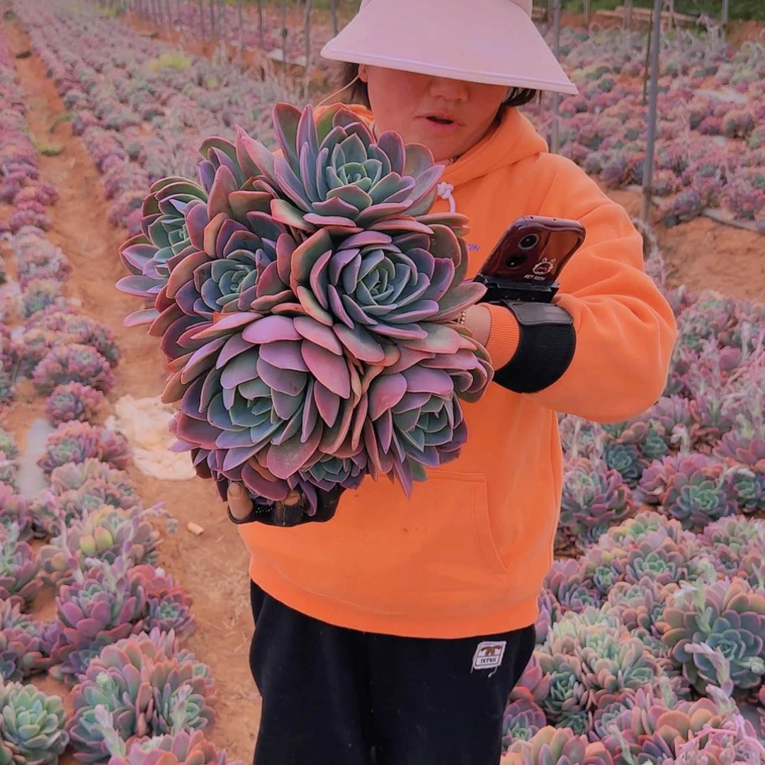 【闪购商品】地栽绮罗多肉