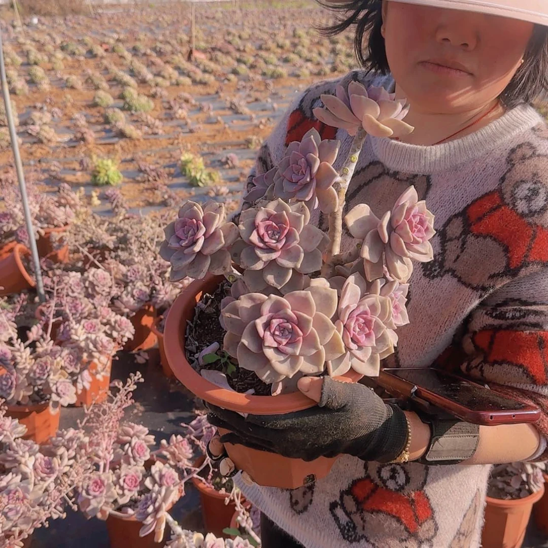 【闪购商品】盆栽紫乐多肉