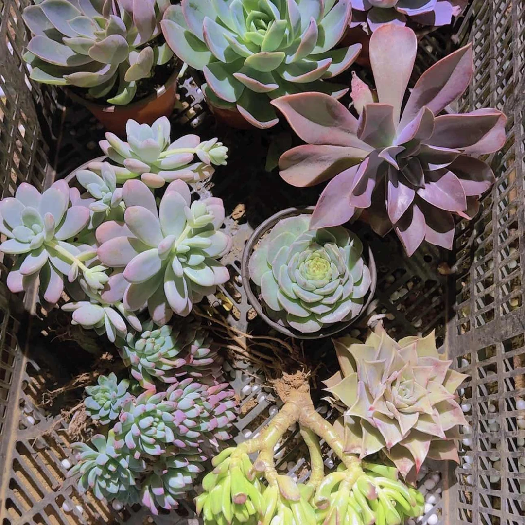 【闪购商品】箱拍多肉9颗