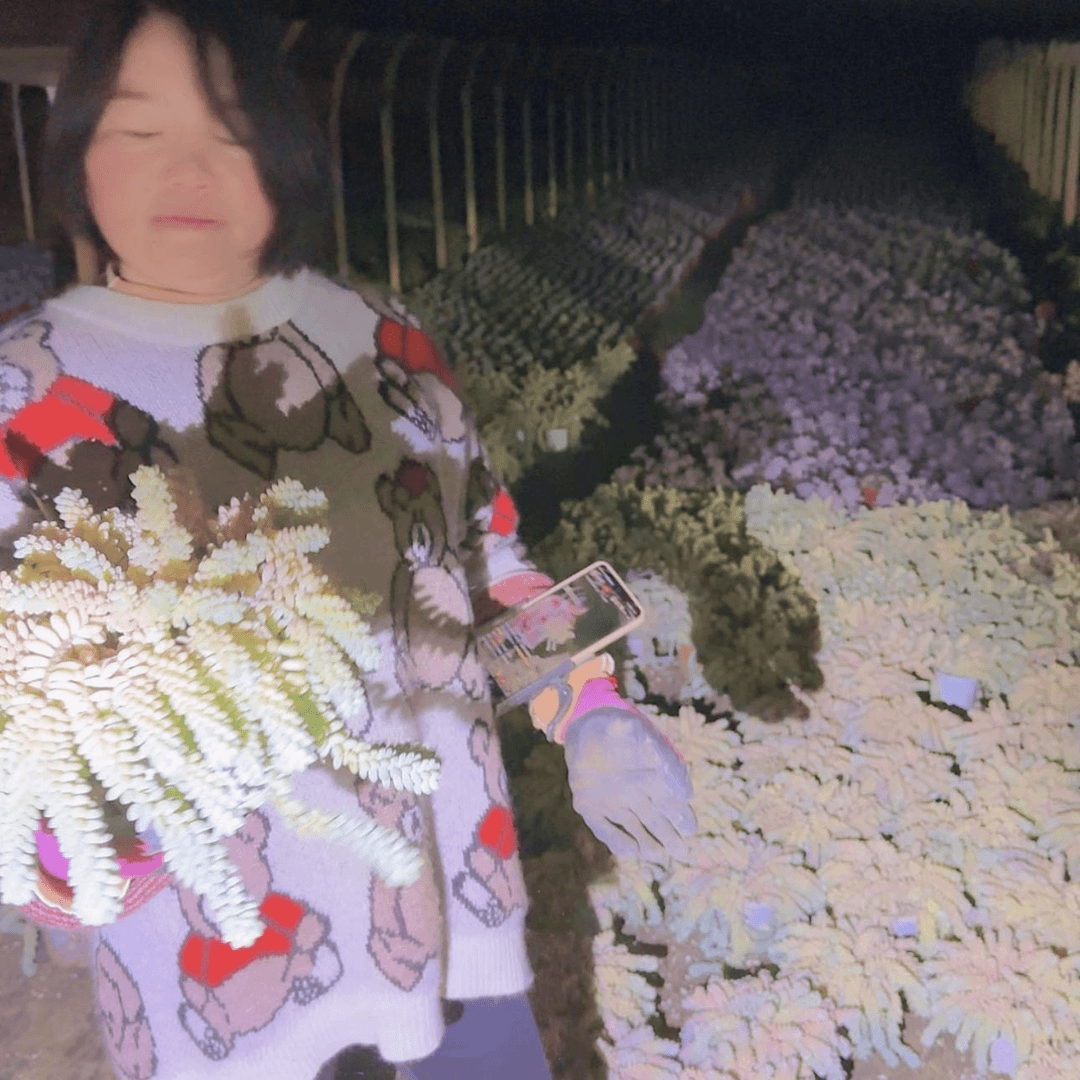 【闪购商品】彩虹玉坠多肉