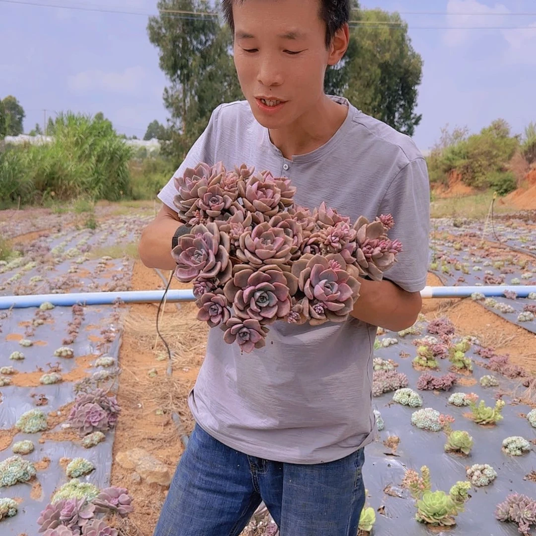地栽彩虹糖多肉多肉